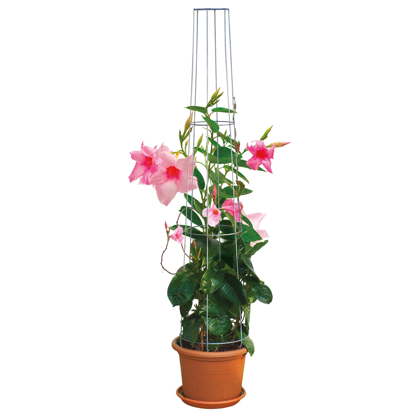 bellissa Aktions-Ranksäule 80cm verzinkt