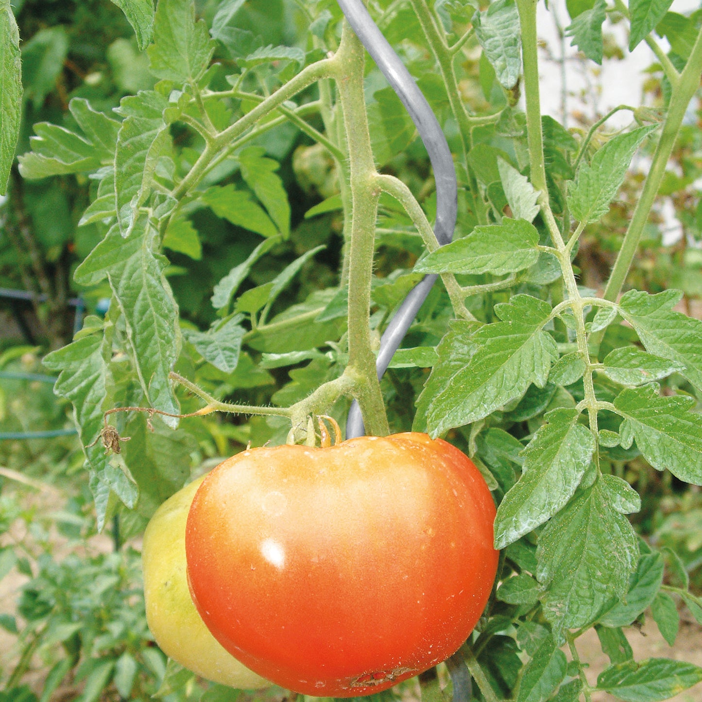 bellissa Tomatenspiralen 180cm Ø 7mm verzinkt