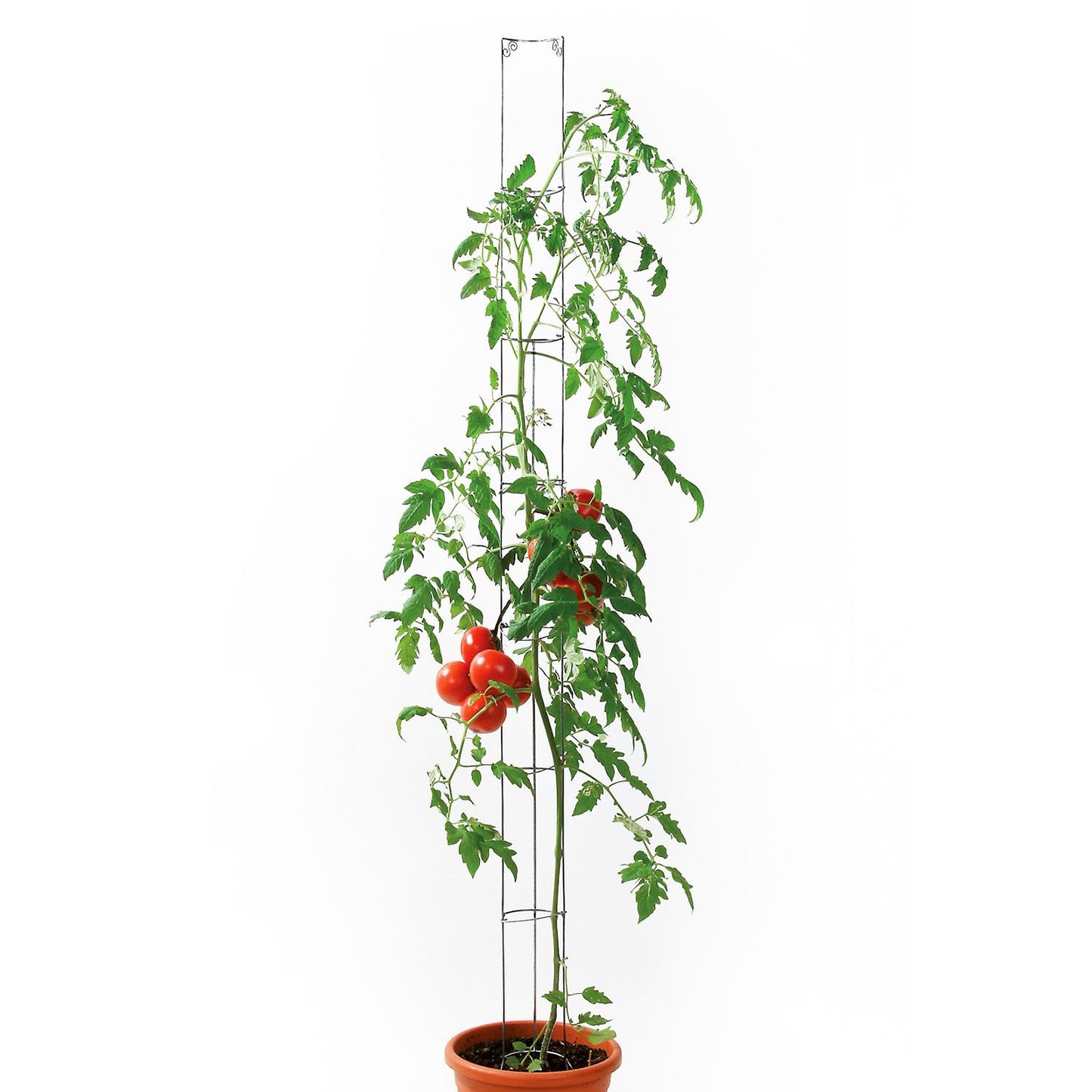 bellissa Tomatenturm Höhe 120 cm, Ø 9 cm