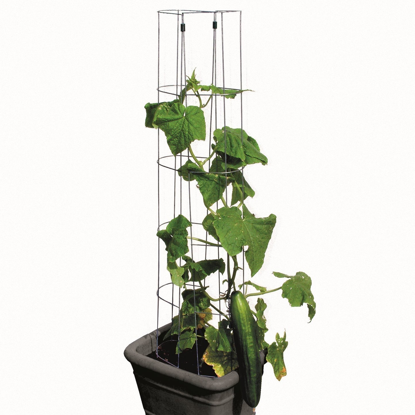 bellissa Gurkenturm 120cm - ID: 70408811282806