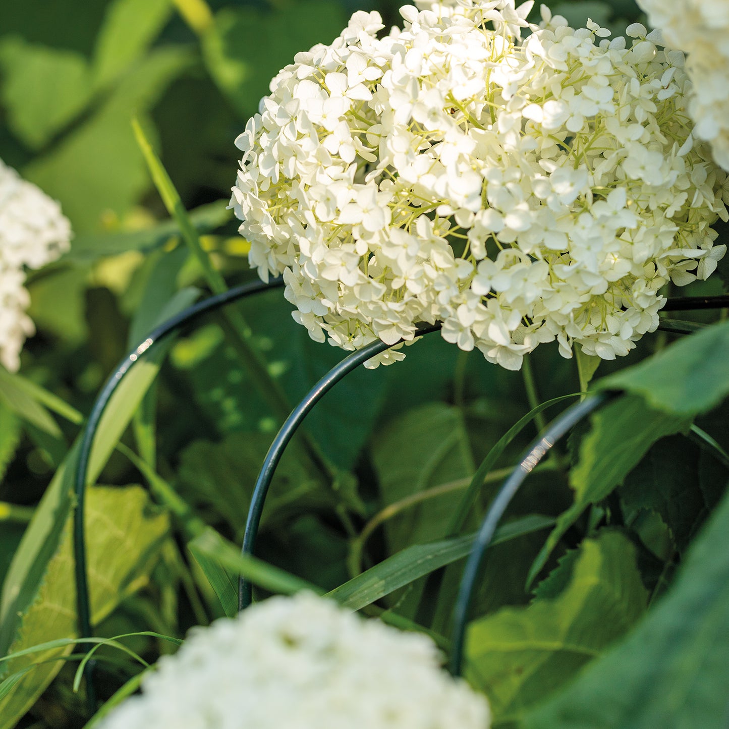 bellissa Annabelle Hortensienstütze 75 (2er Set) - 75 cm x 72 cm x 80 xm