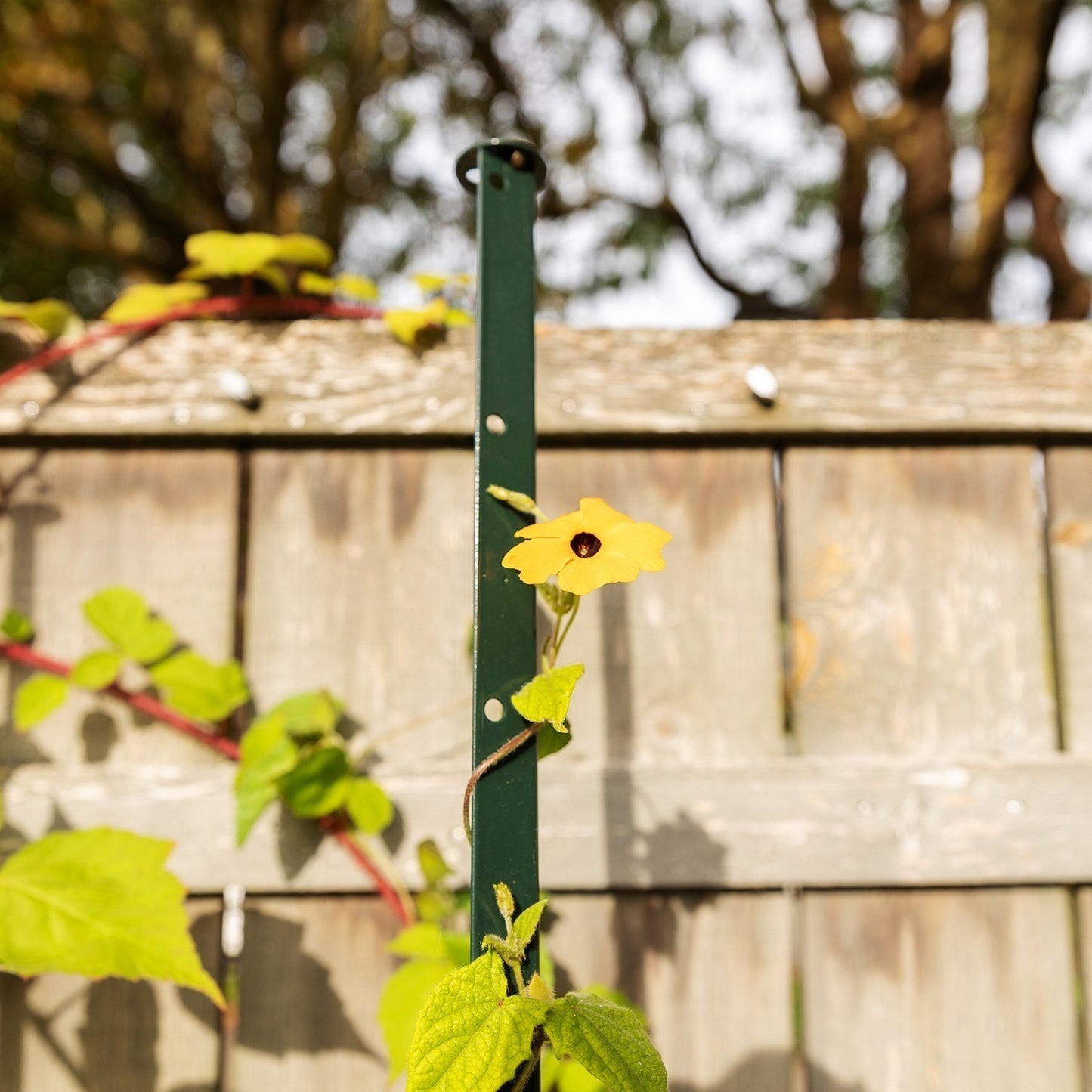 bellissa Pflanzstab Timo 180 G; L 3 x B 3 x H 180 cm, Pulver besch., 1.5 mm verz. - ID: 70655327666550