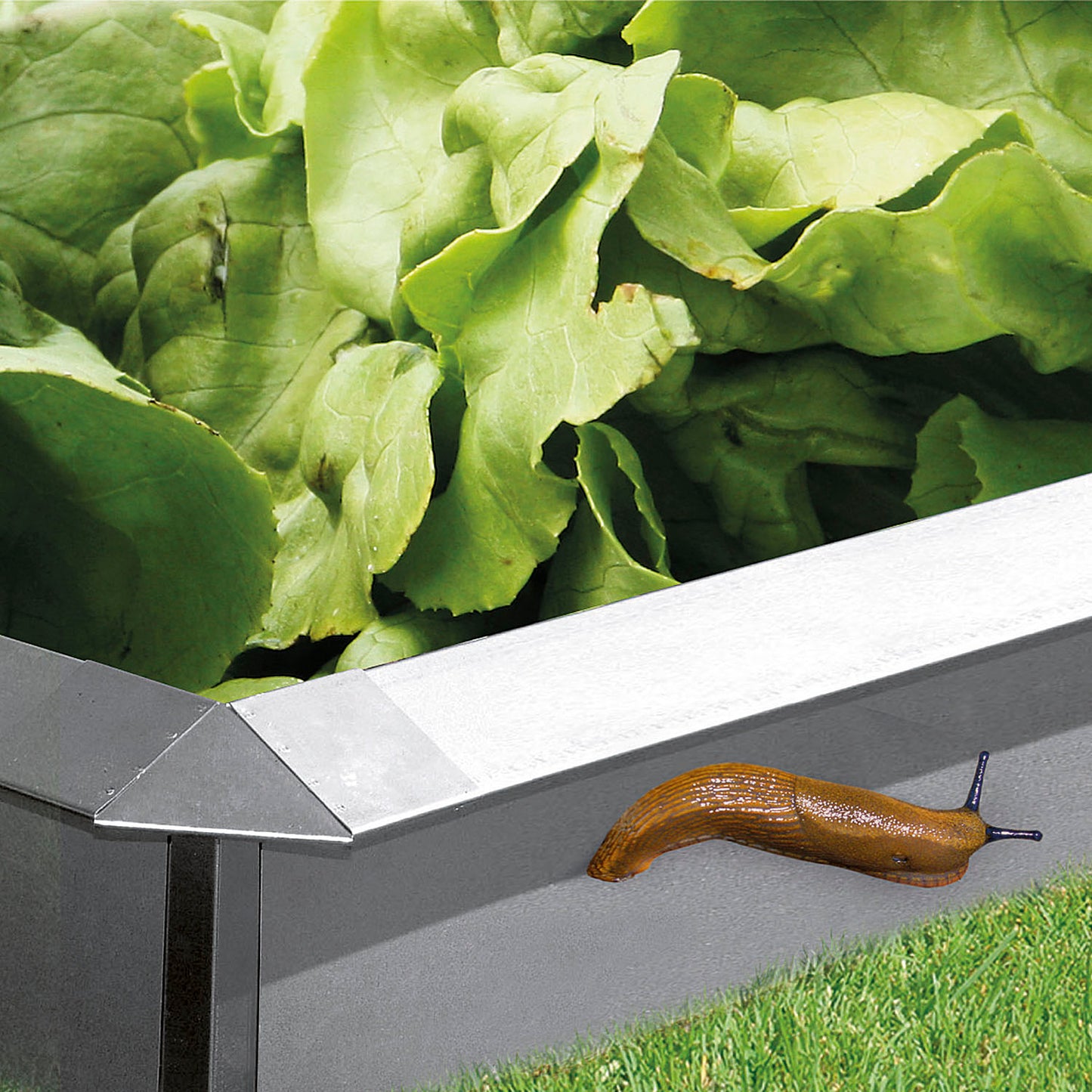 bellissa Schneckenblech 100x20cm verzinkt