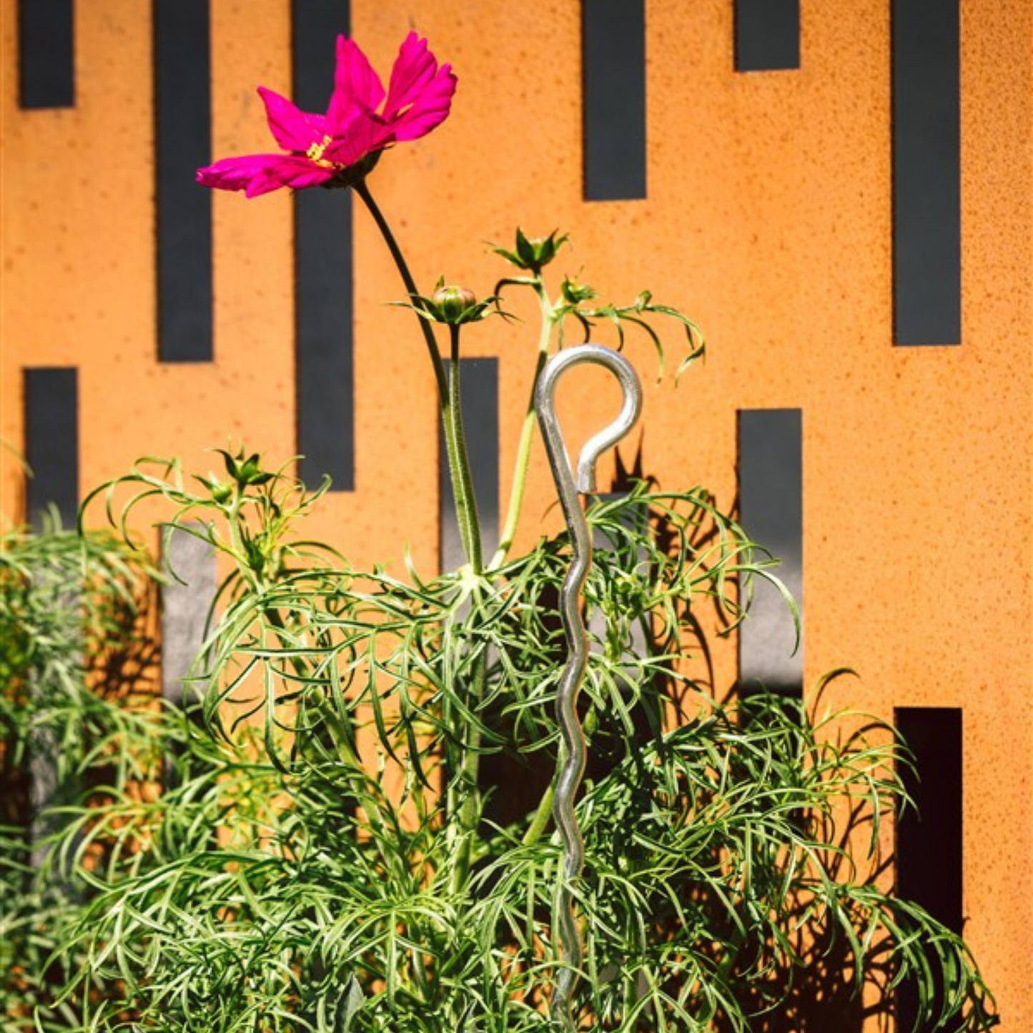 bellissa Mainau Dahlien Stütze