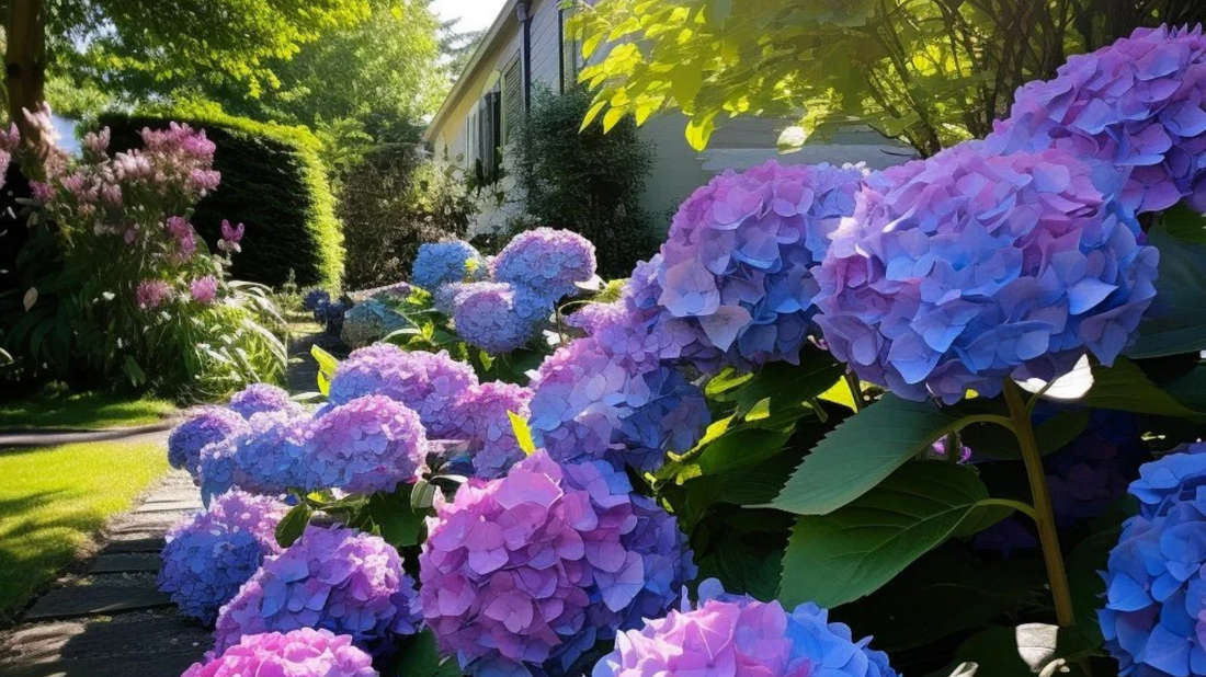 Hortensien im Garten - Rasenkante 24