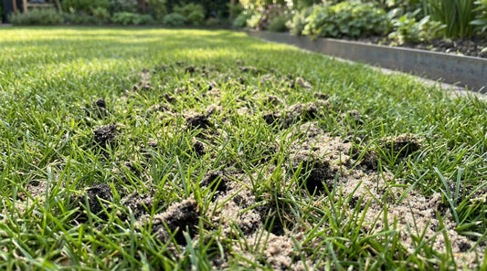 Wie den Rasen auflockern? Diese Maßnahmen unterstützen Ihren Garten!