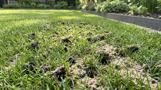 Aerifizierter und gesandeter Rasen in Garten
