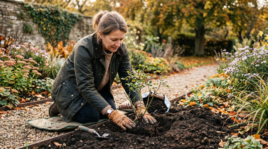 Frau pflanzt eine Rosenstaude in ein Beet im Garten