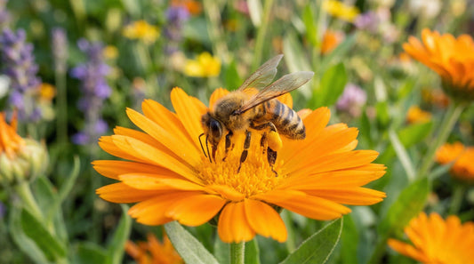 Biene deckt sich auf Blume mit Blütenstaub ein