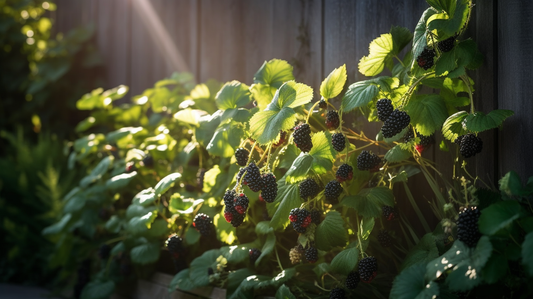 Brombeeren anpflanzen: Mit diesen 7 Tipps klappt's garantiert!