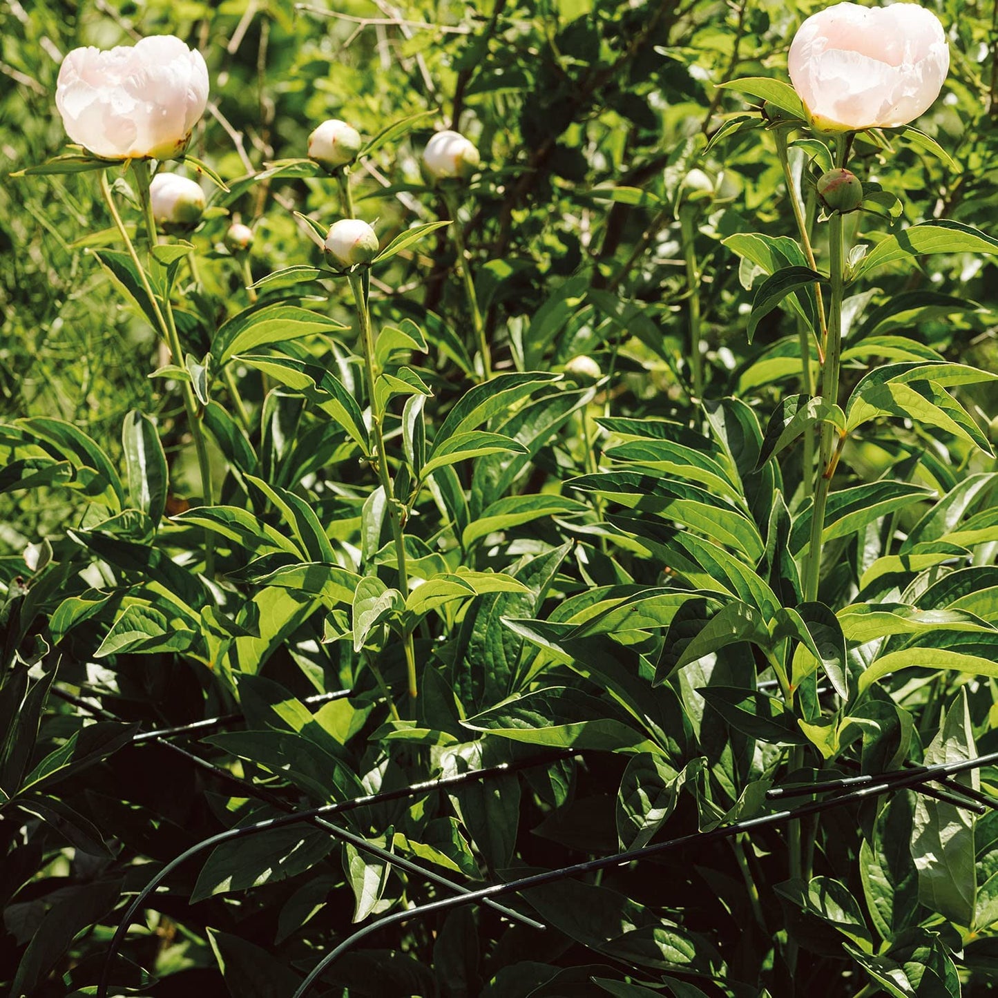 bellissa Annabelle Hortensienstütze 65, bellissa grün