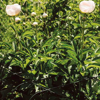 bellissa Annabelle Hortensienstütze 65, bellissa grün