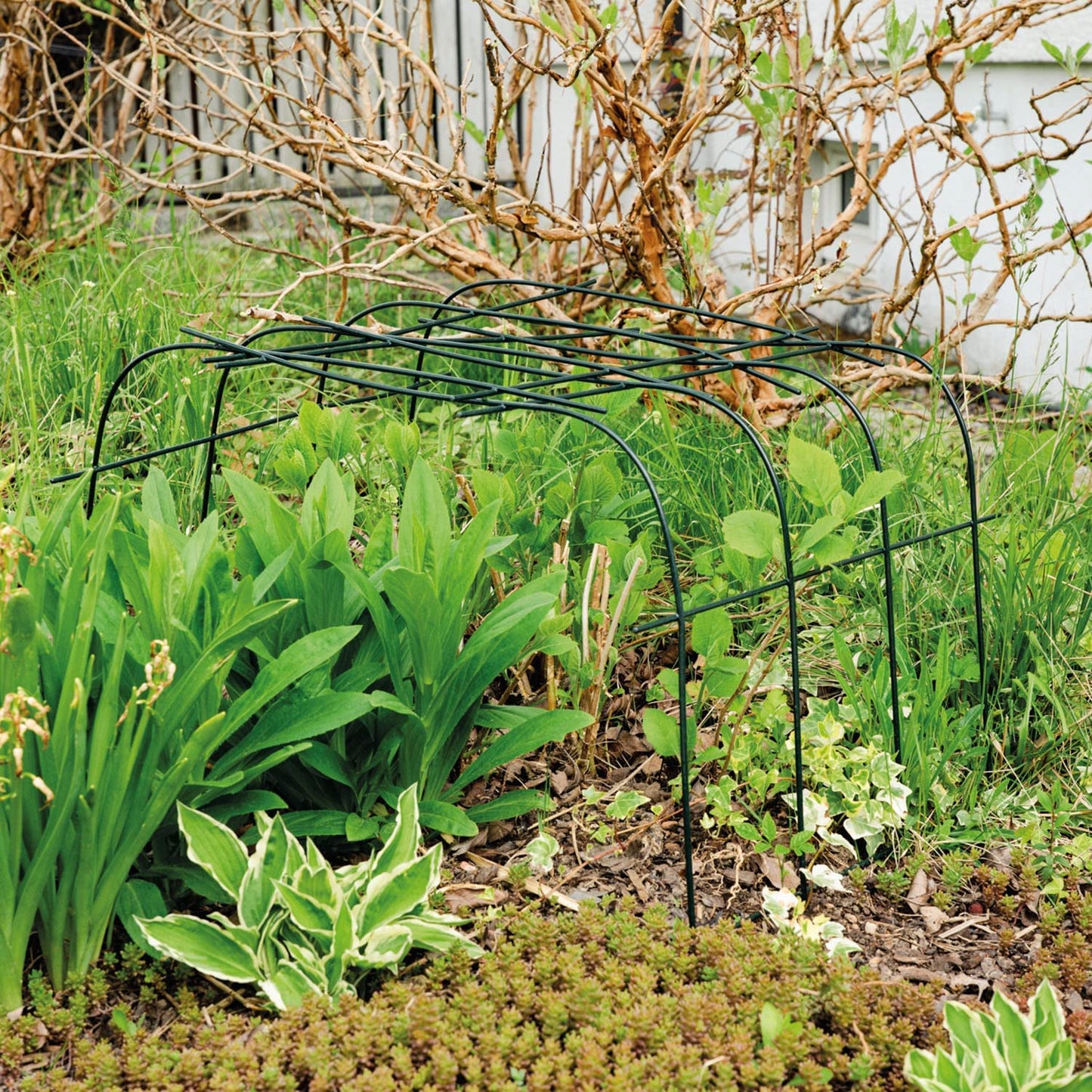 bellissa Annabelle Hortensienstütze 65, bellissa grün