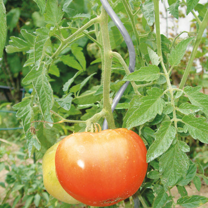 bellissa Tomatenspirale 180 cm Ø 6mm verzinkt