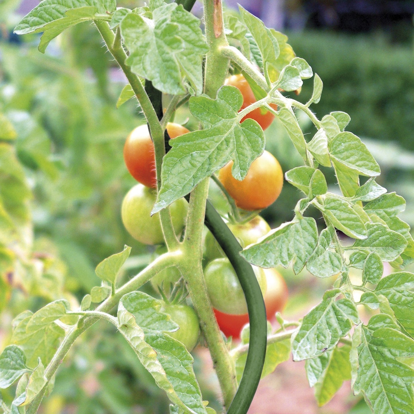 bellissa Tomatenspirale grün 170cm Ø 8mm - ID: 70409115042166