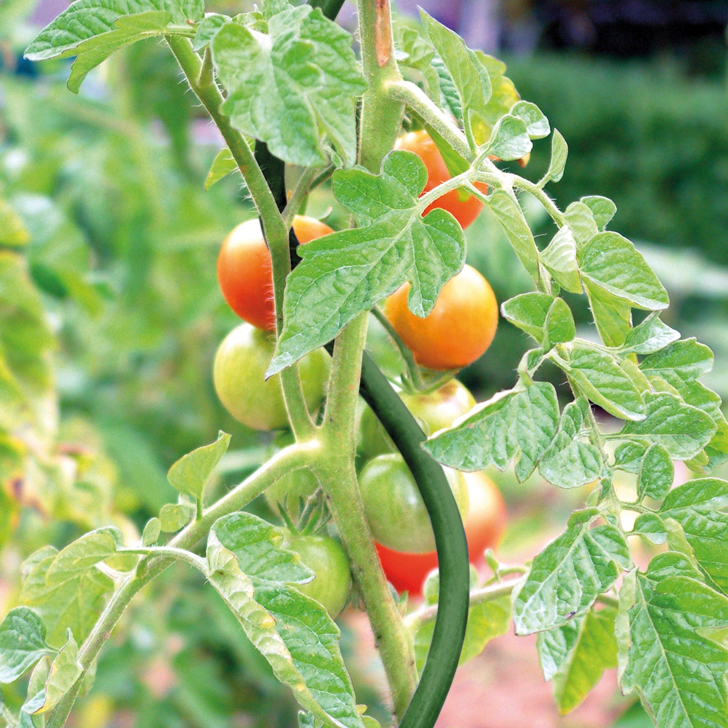 bellissa Tomatenspirale grün 170cm Ø 8mm