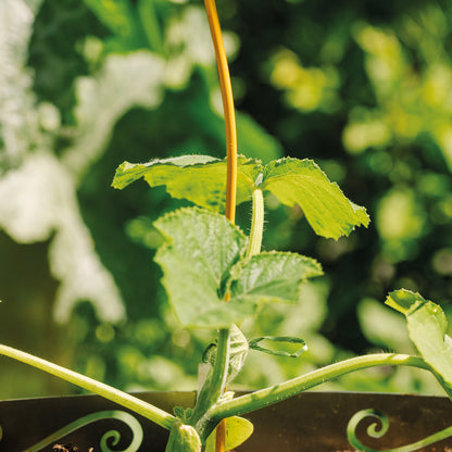 bellissa Tomatenspirale Colorata honig 170 cm Ø 7 mm