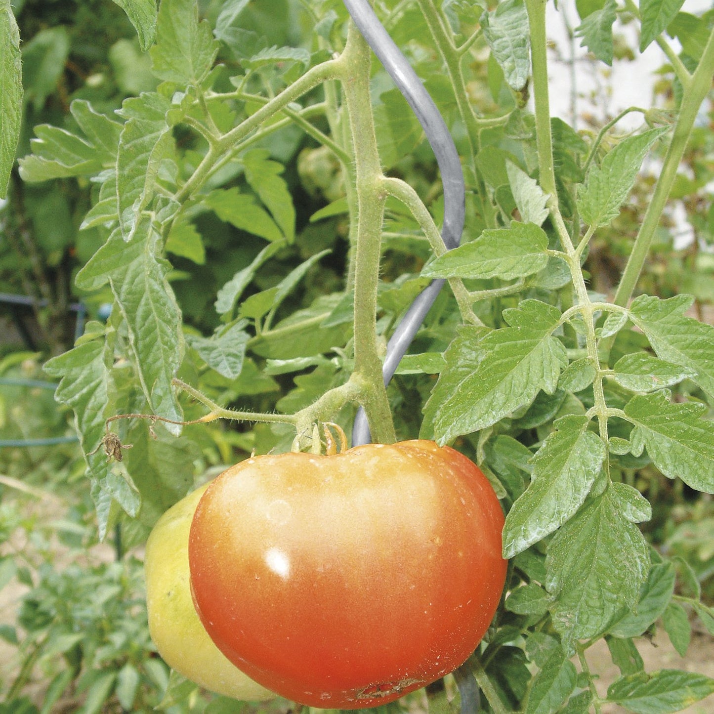 bellissa Aluspirale Tomatenspiralen 180 cm Ø 10 mm