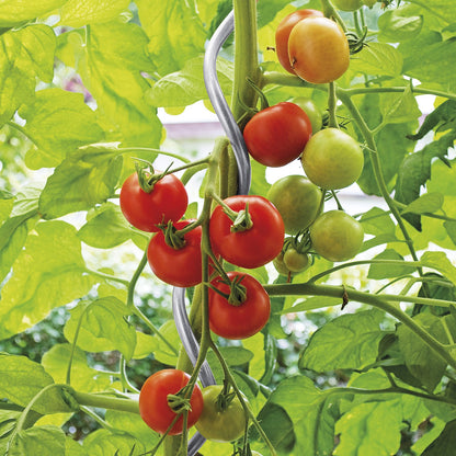 bellissa Tomatenspirale 150cm Ø 7mm verzinkt - ID: 70408805810550