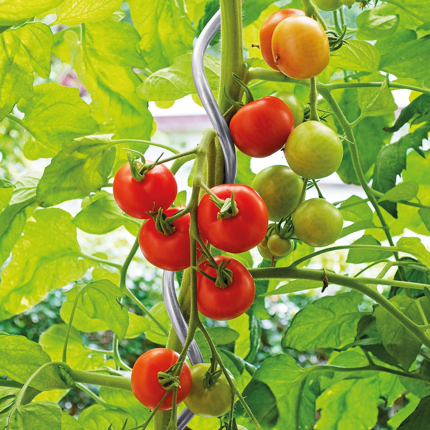 bellissa Tomatenspirale 180 cm Ø 6mm verzinkt