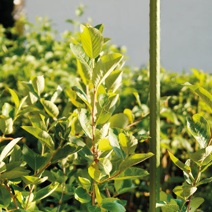 bellissa Pflanzstab 150 cm Ø 11mm