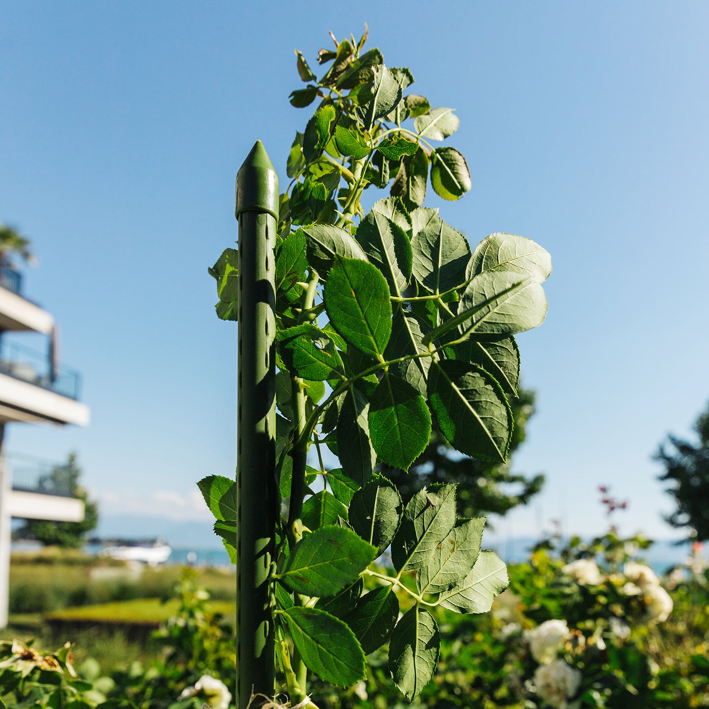 bellissa Pflanzstab 60 cm Ø 8mm