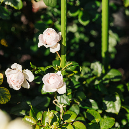 bellissa Pflanzstab 150 cm Ø 11mm