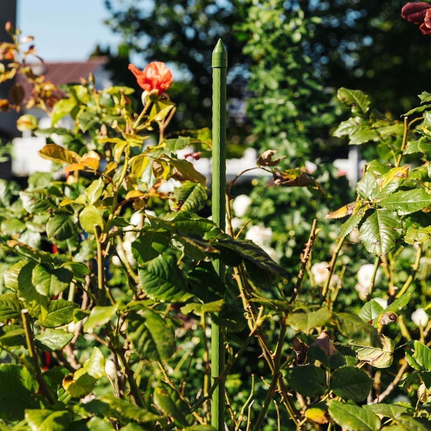 bellissa Pflanzstab 180 cm Ø 16mm – Rasenkante 24