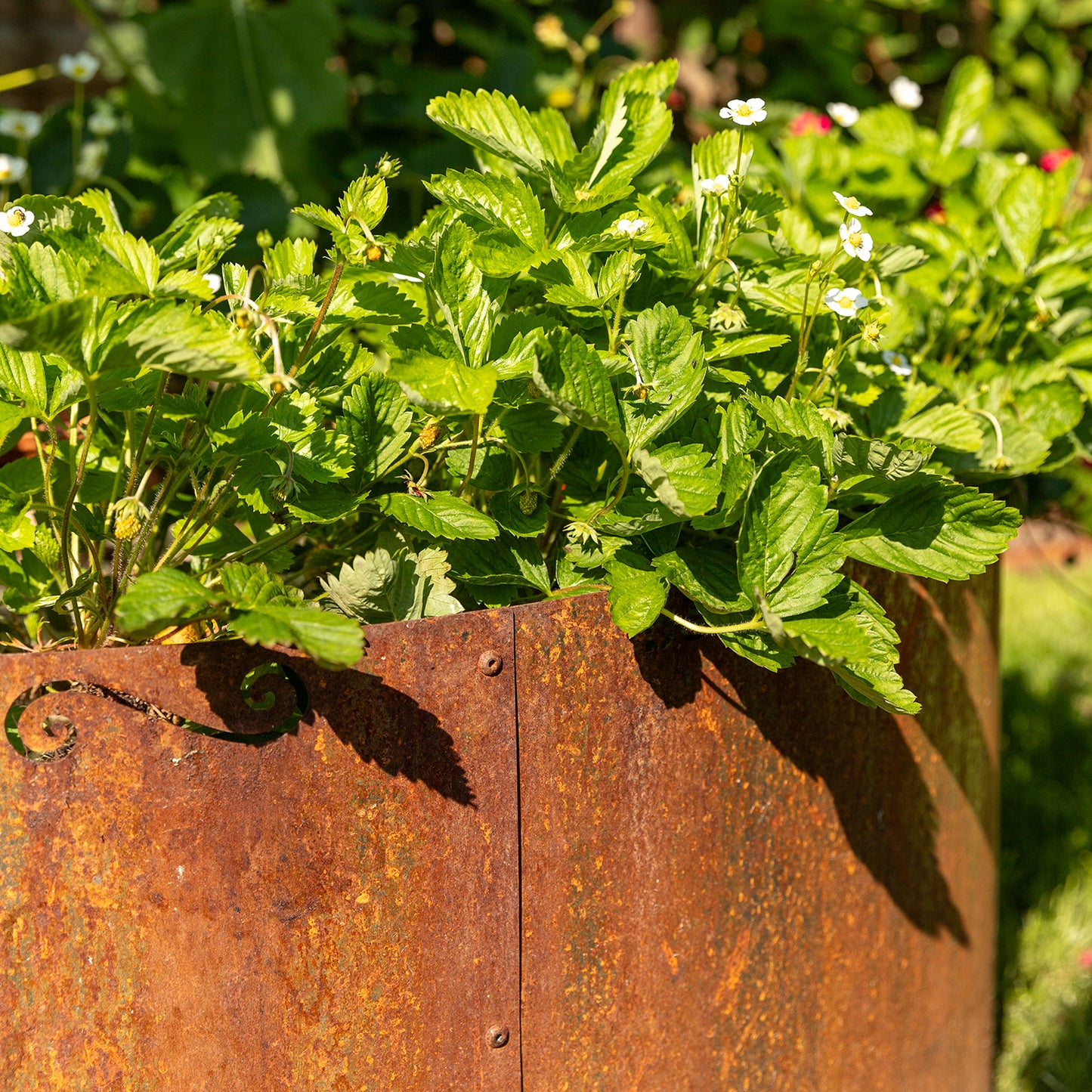 bellissa Hochbeet rund Corten Ø 110 x 50 cm