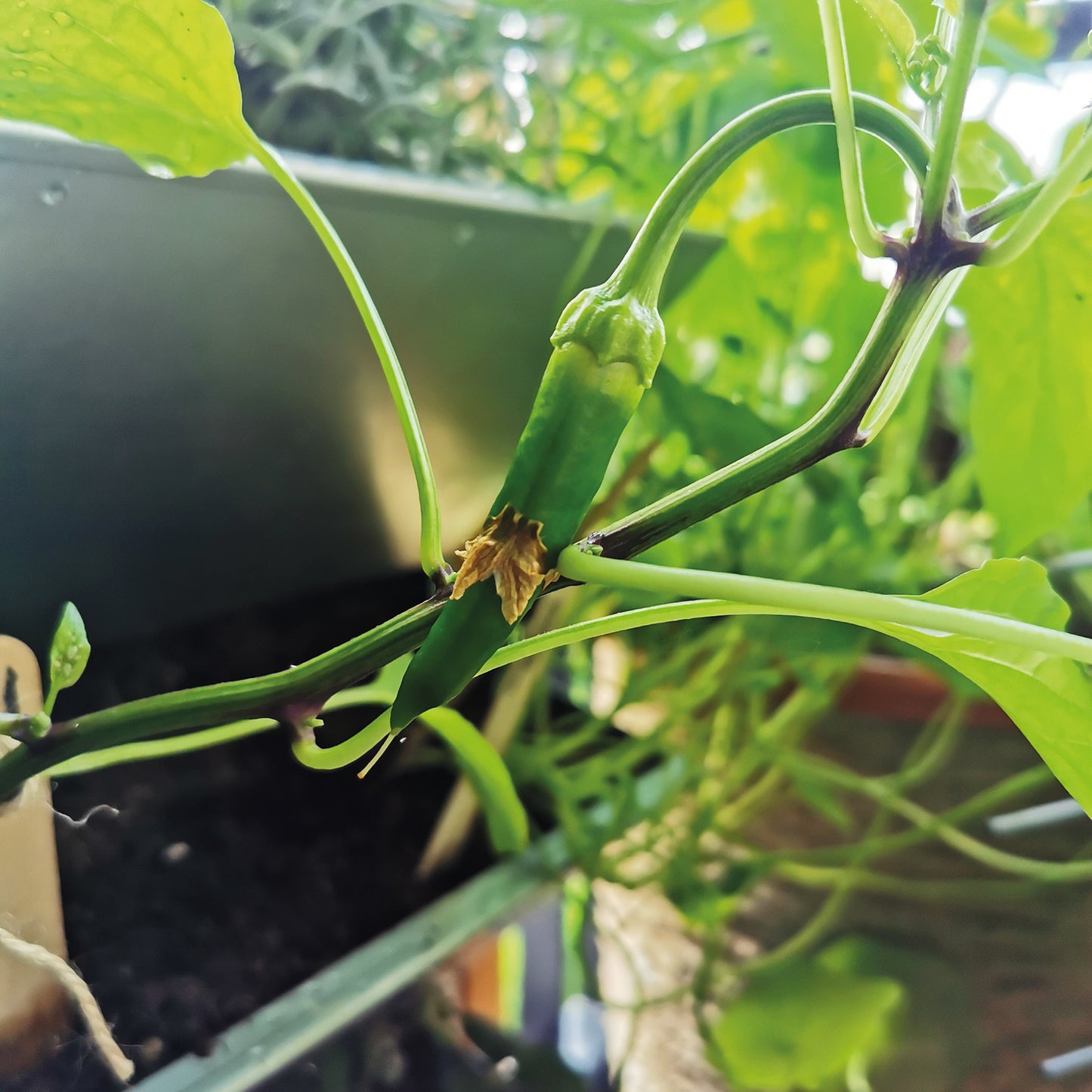 bellissa INALTO M4 vertikales Hochbeet einseitig bepflanzbar 100x32x100 cm