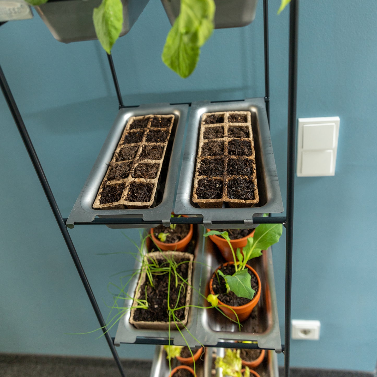 bellissa Vertikales Pflanzregal FILO 1 x 6 30 cm x 31 cm x 175 cm (L x B x H)