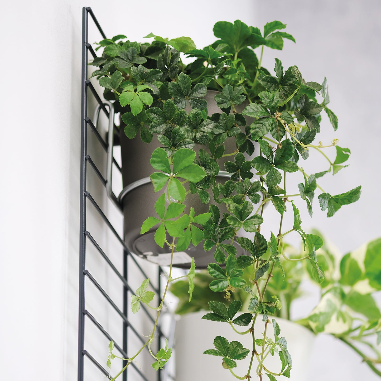 Wandgarten FERMO Gitter & Befestigungs Set