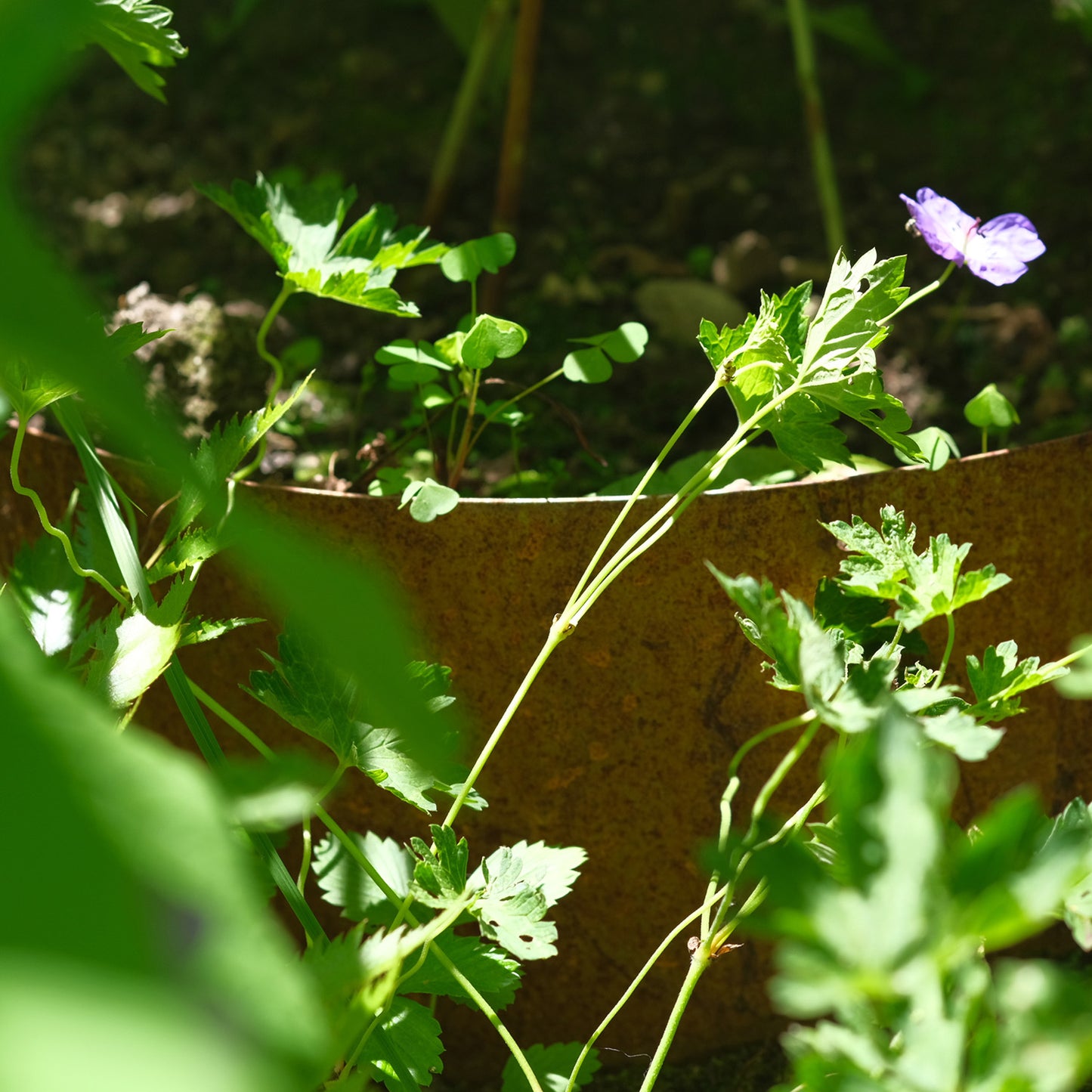 bellissa Hangpflanzschale Collina Corten - ID: 67862308487542
