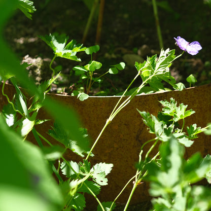 bellissa Hangpflanzschale Collina Corten - ID: 67862308487542