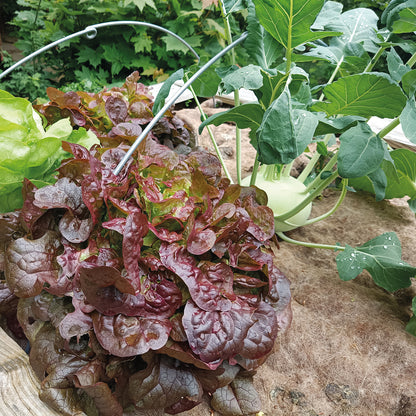 bellissa Mulch- & Unkrautvlies, L200 x B100 x H0,5 cm, 100% Schafwoll