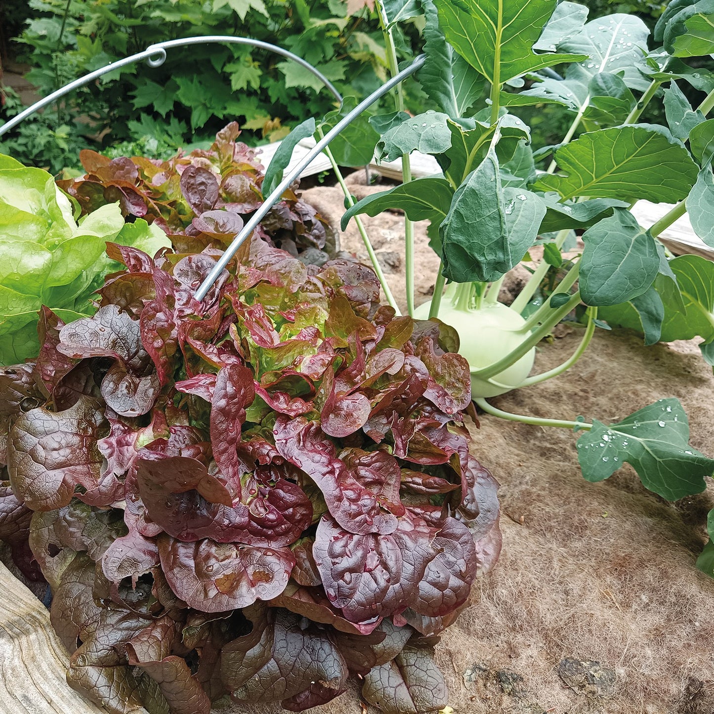 bellissa Mulch- & Unkrautvlies, L200 x B100 x H0,5 cm, 100% Schafwolle - ID: 70408815706486