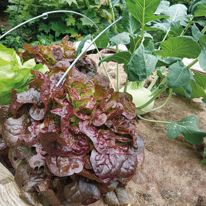 bellissa Mulch- & Unkrautvlies, L200 x B100 x H0,5 cm, 100% Schafwolle - ID: 70408815706486