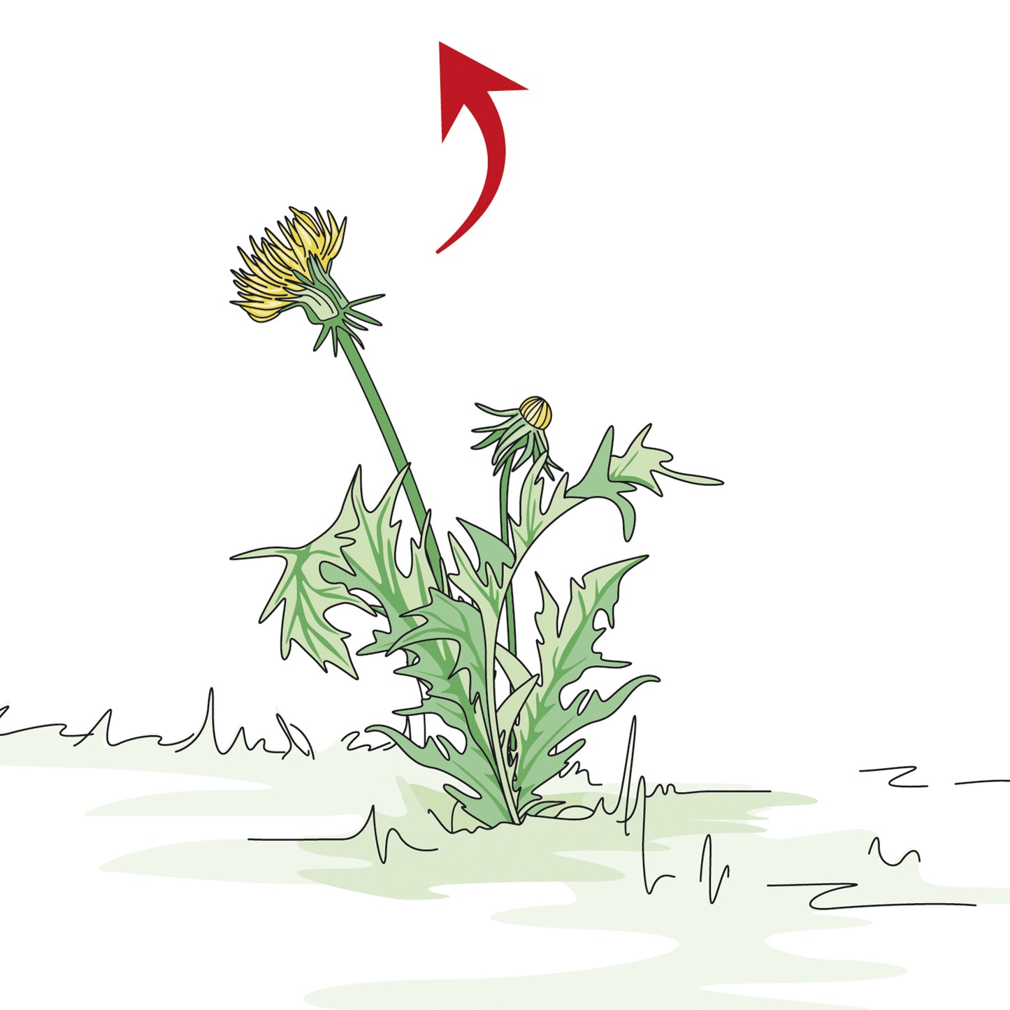 bellissa Mulch- & Unkrautvlies, L200 x B100 x H0,5 cm, 100% Schafwoll