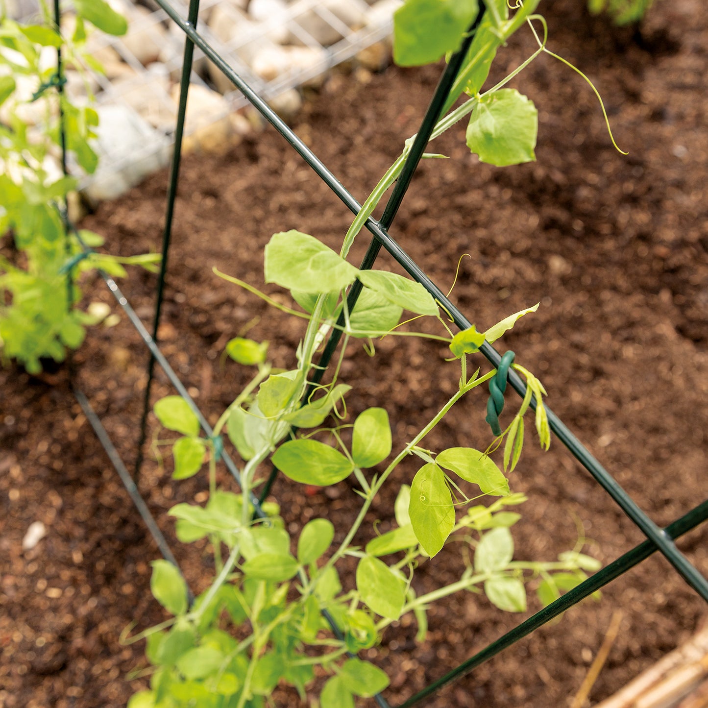 bellissa Rankgitter Andybell 70 M; L 73 x B 0.9 x H 70 cm, Pulver besch. grün, 5 mm