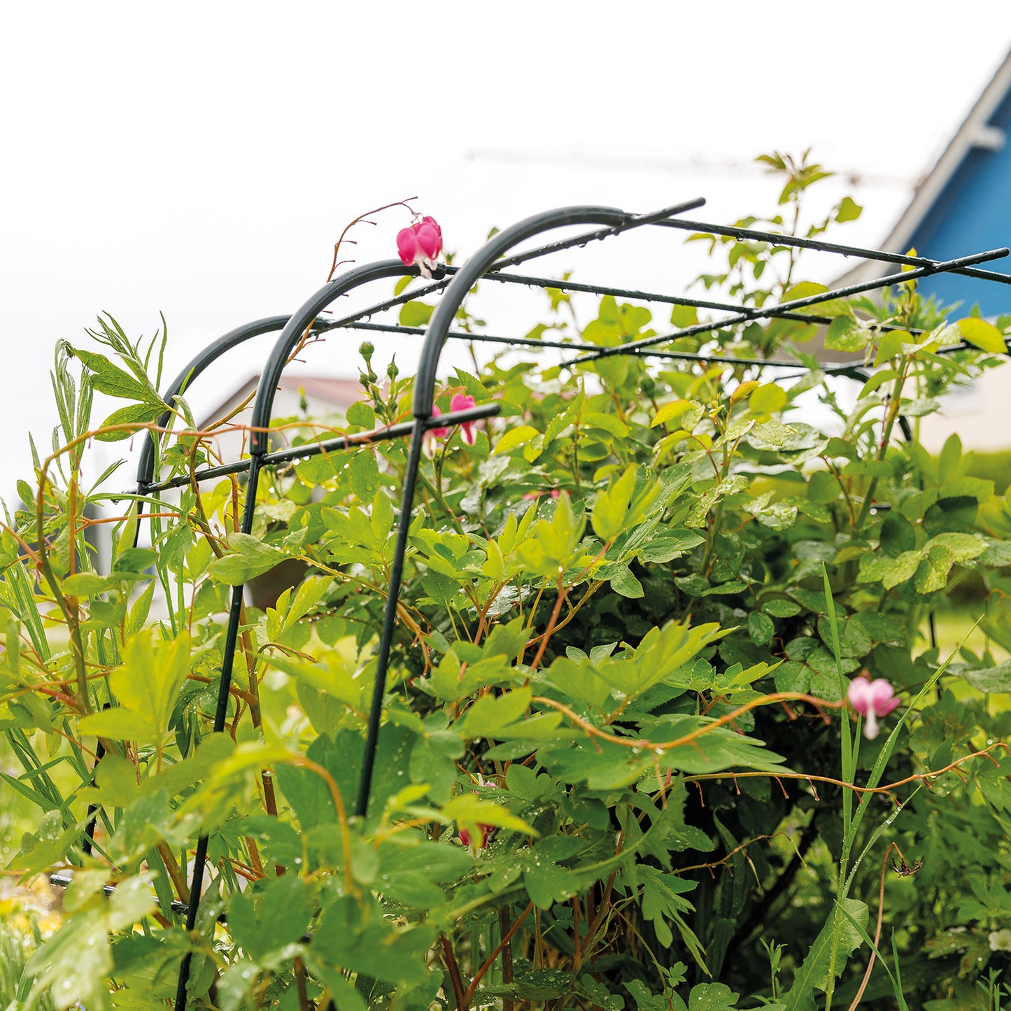 bellissa Rankhilfe Andybell S Set: 3x Rankgitter Andybell S & 6 Rankgitter Verbinder Andybell 90°; L 70 x B 42 x H 70 cm, Pulver besch. grün, 4 mm