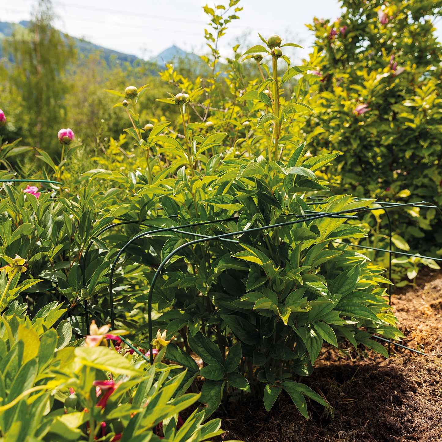 bellissa Annabelle Hortensienstütze 65, bellissa grün