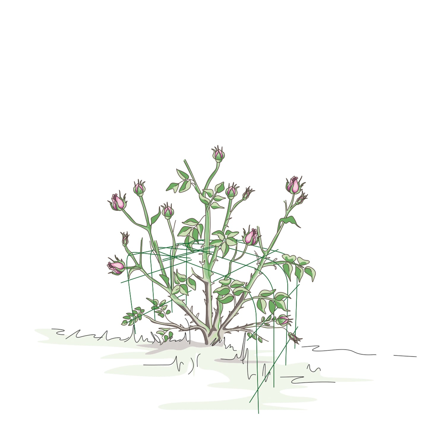 bellissa Annabelle Hortensienstütze 65, bellissa grün