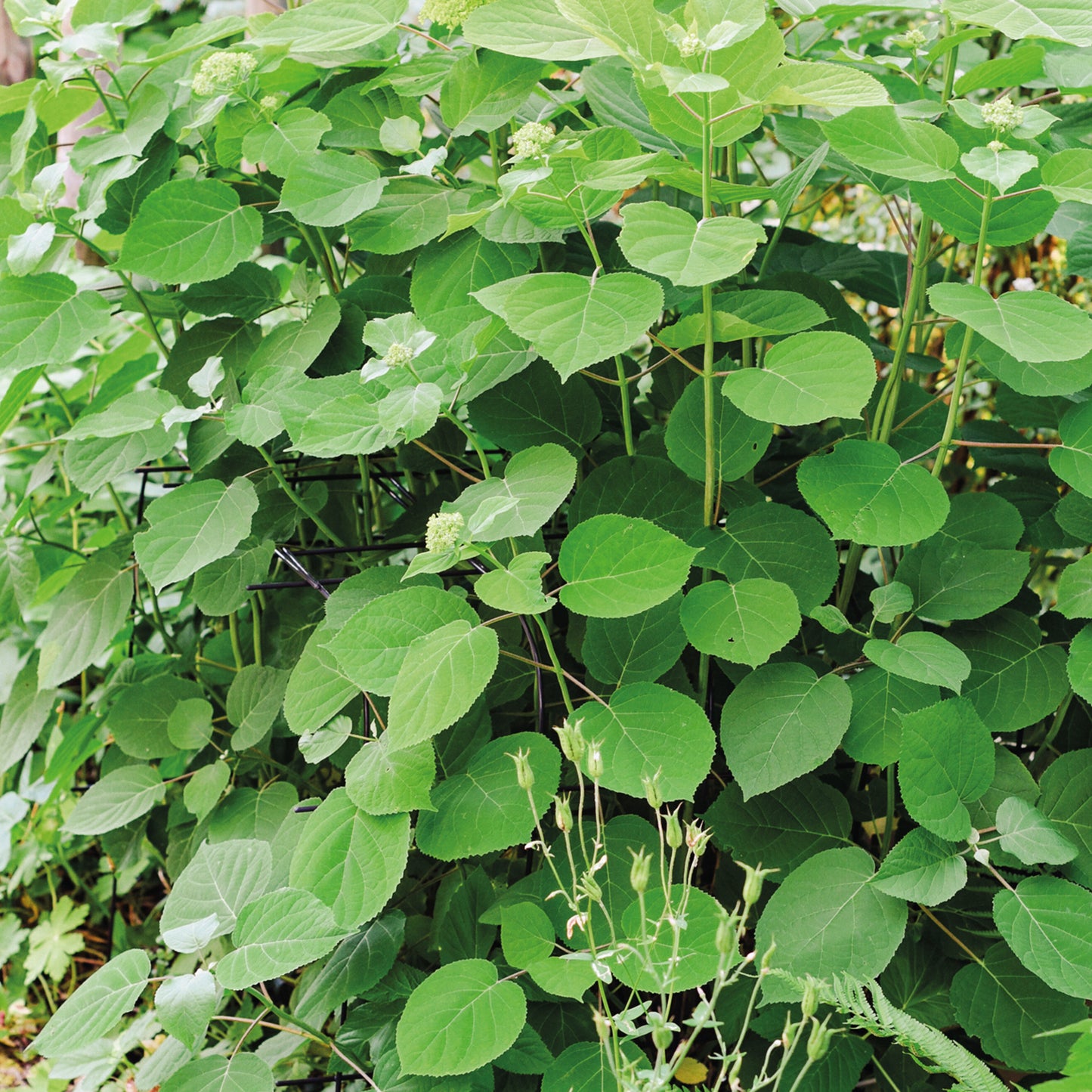 bellissa Annabelle Hortensienstütze 75 (2er Set) - 75 cm x 72 cm x 80 xm