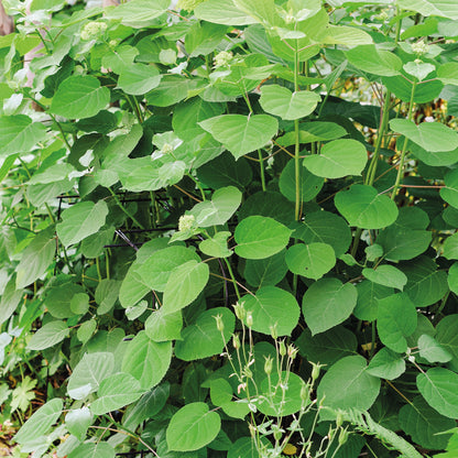 bellissa Annabelle Hortensienstütze 75 (2er Set) - 75 cm x 72 cm x 80 xm