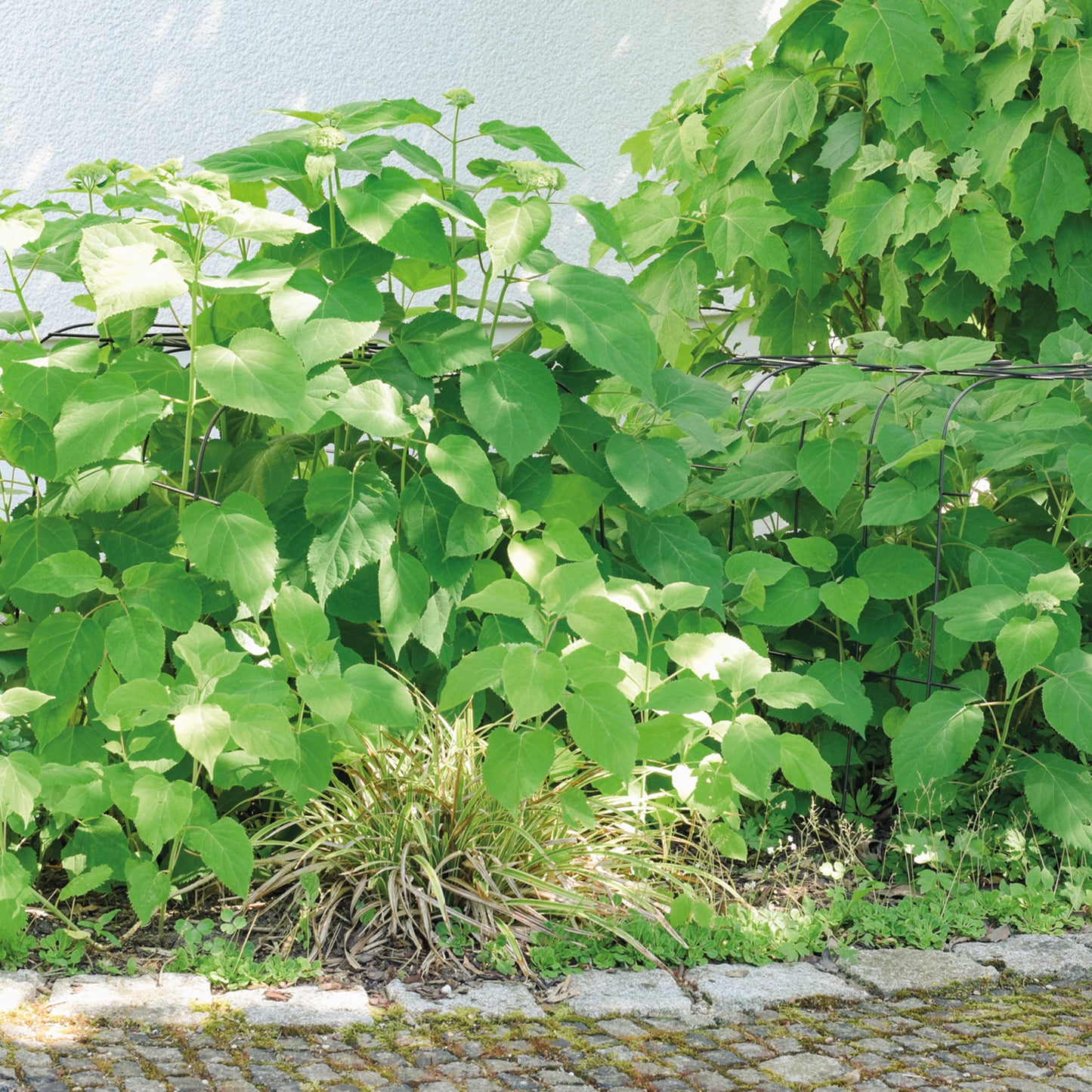 bellissa Annabelle Hortensienstütze 75 (2er Set) - 75 cm x 72 cm x 80 xm