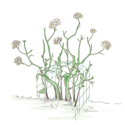 bellissa Annabelle Hortensienstütze 75 (2er Set) - 75 cm x 72 cm x 80 xm