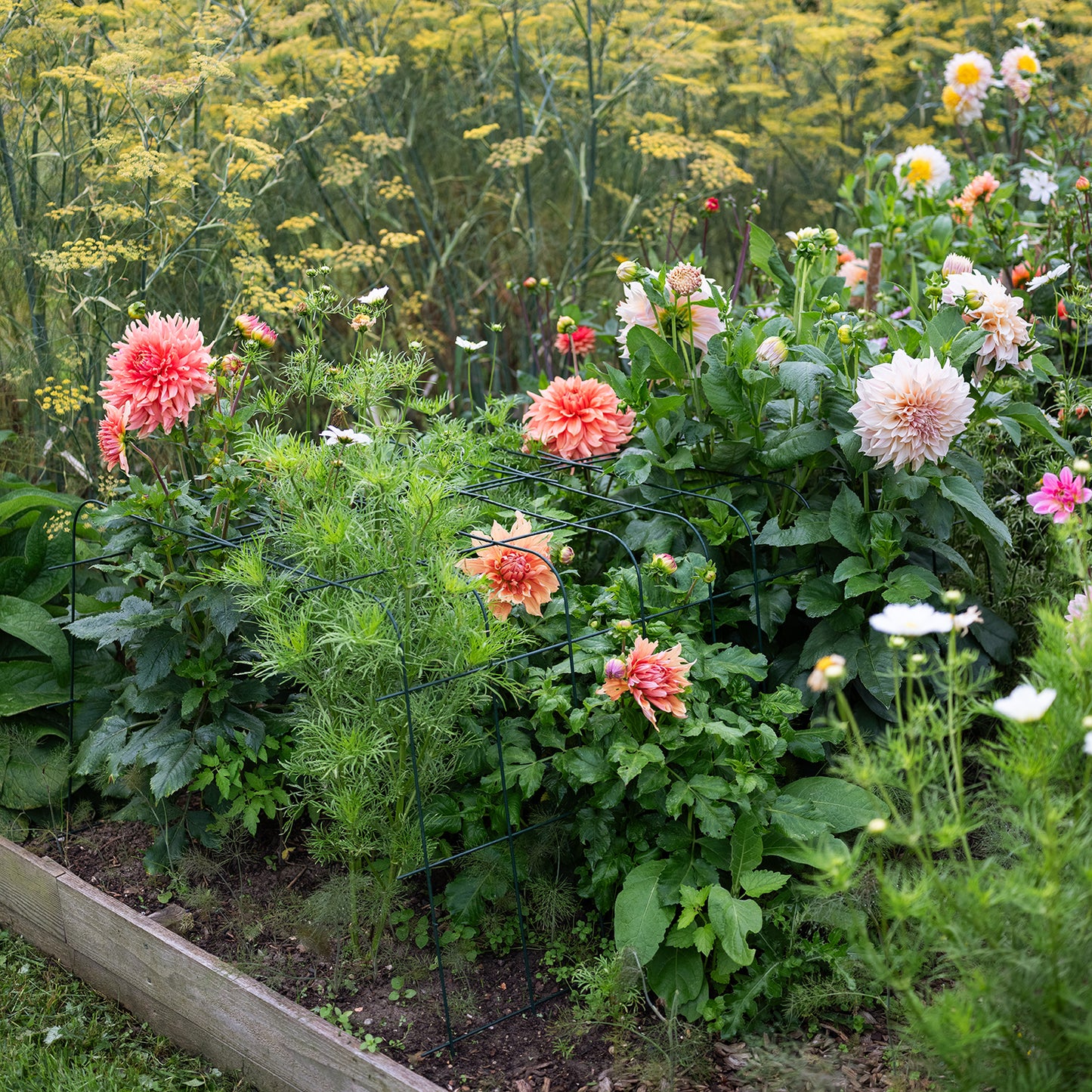 bellissa Annabelle Hortensienstütze 75 (2er Set) - 75 cm x 72 cm x 80 xm