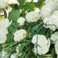 bellissa Annabelle Hortensienstütze 75 (2er Set) - 75 cm x 72 cm x 80 xm