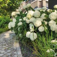 bellissa Annabelle Hortensienstütze 75 (2er Set) - 75 cm x 72 cm x 80 xm