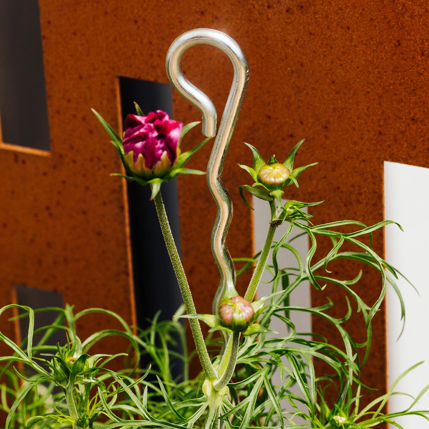 bellissa Mainau Dahlien Stütze